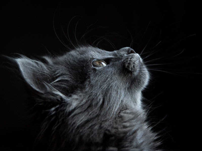 Hilfe für Katzen mit Fibrosarkom Hilfe für Katzen mit Fibrosarkom