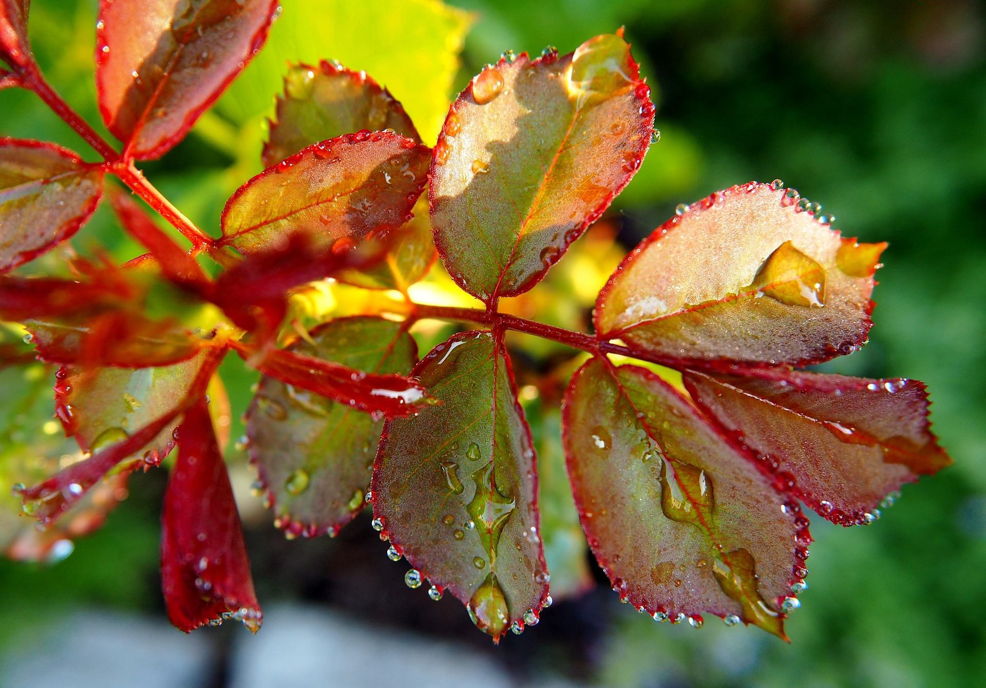 Wir wünschen schöne Herbstferien