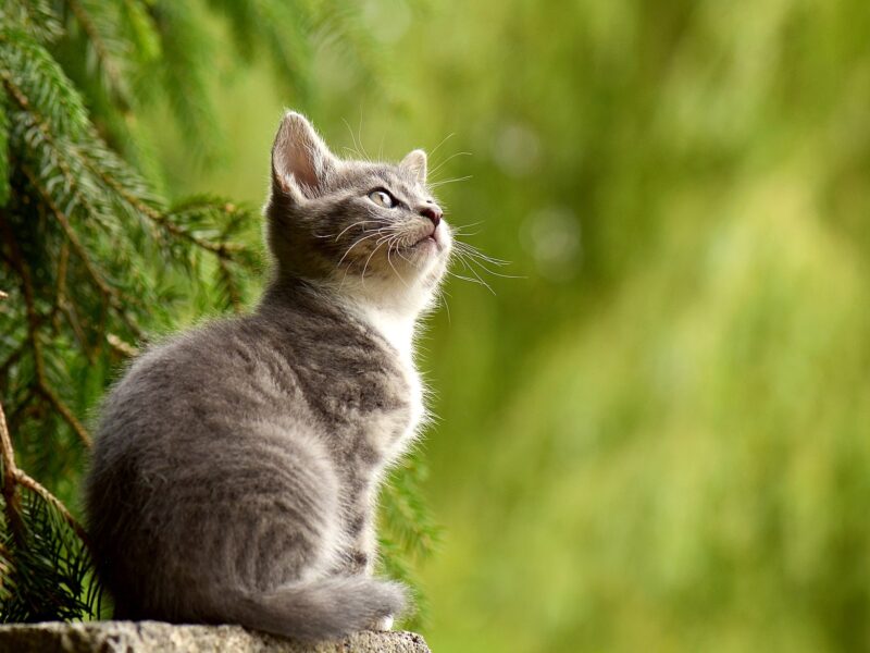 Unser Plus für Katzen Unser Plus für Katzen
