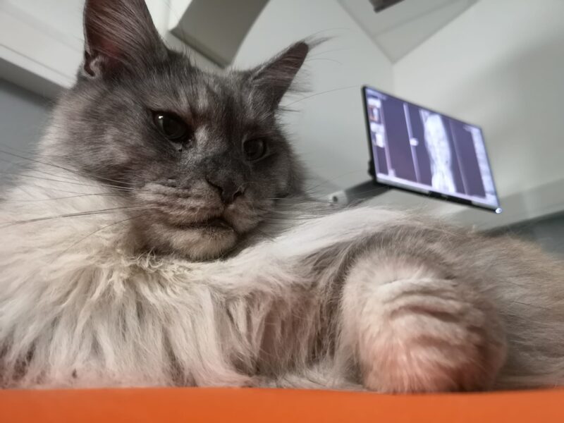 Darmverschluss bei der Katze, eine haarige Angelegenheit! Darmverschluss bei der Katze, eine haarige Angelegenheit!