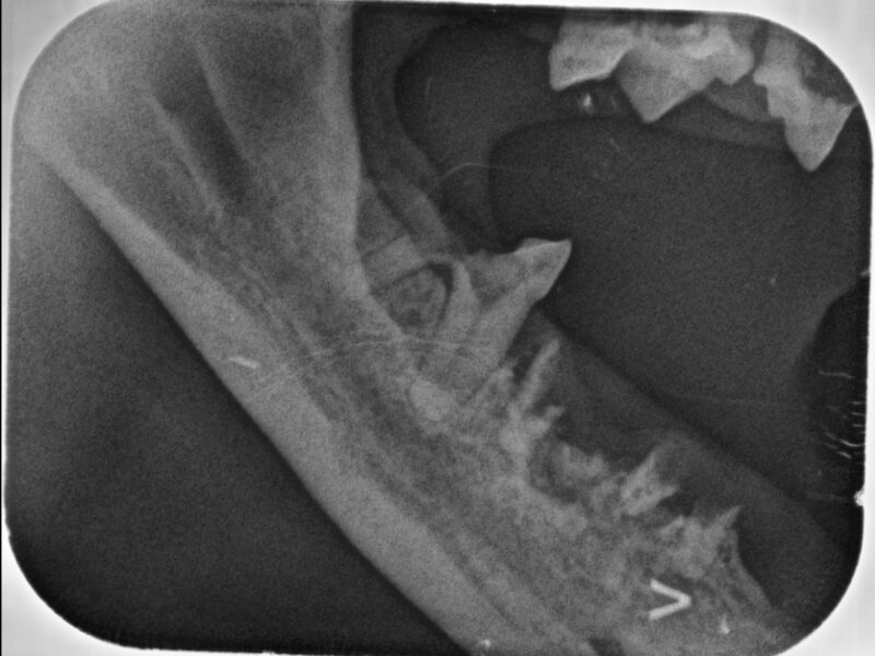 Dentales Röntgen Dentales Röntgen