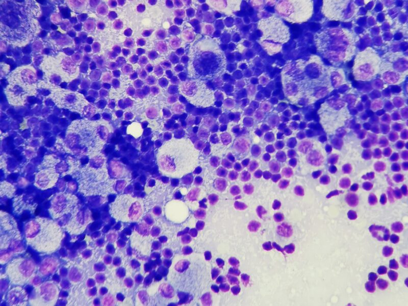 Vet-Chemnitz… 12 Fachgebiete – ein Team