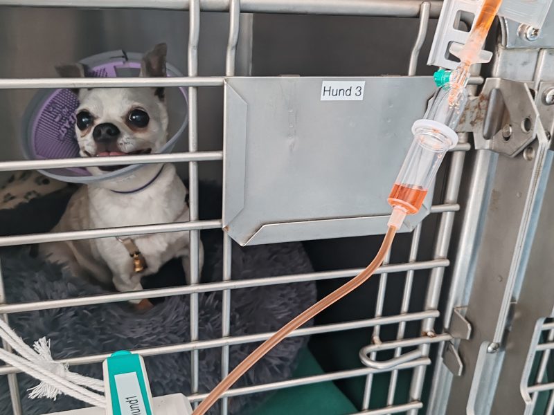 Wenn man Hufgetrappel hört..