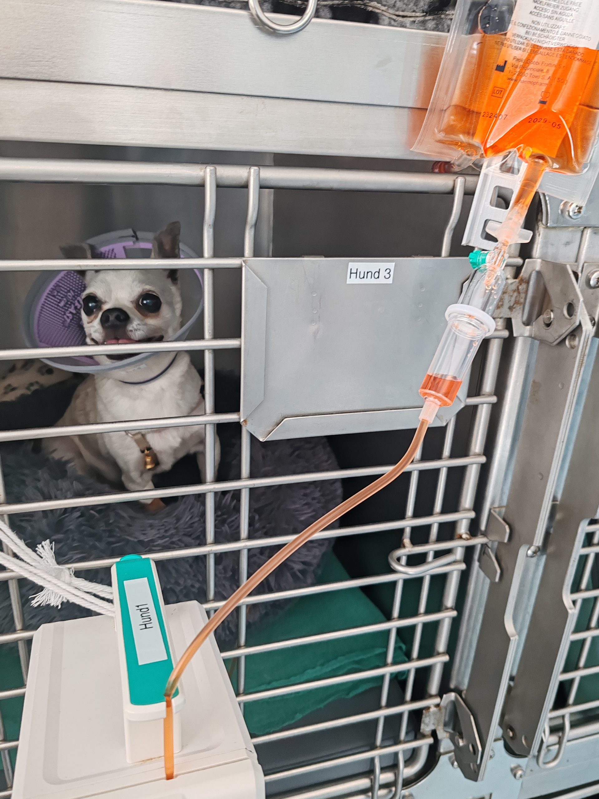 Wenn man Hufgetrappel hört..