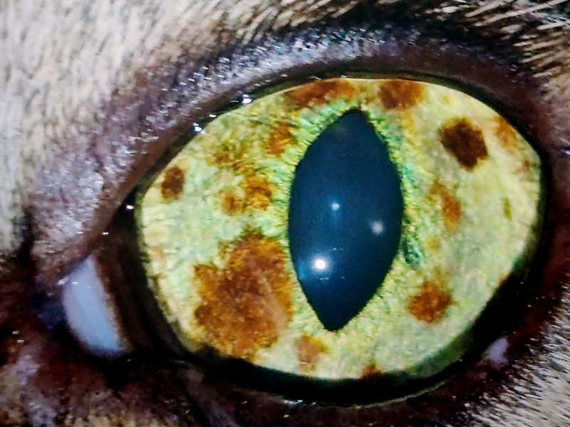 Augenheilkunde bei Tieren