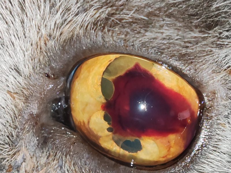 Kornea-Verletzungen, wenn die Hornhaut weint