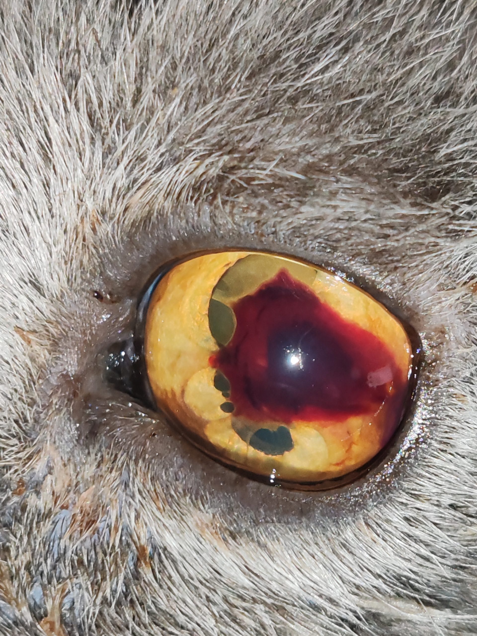 Kornea-Verletzungen, wenn die Hornhaut weint Kornea-Verletzungen, wenn die Hornhaut weint