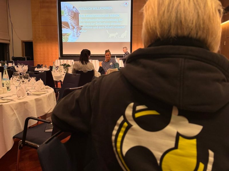 Katzenleid verhindern