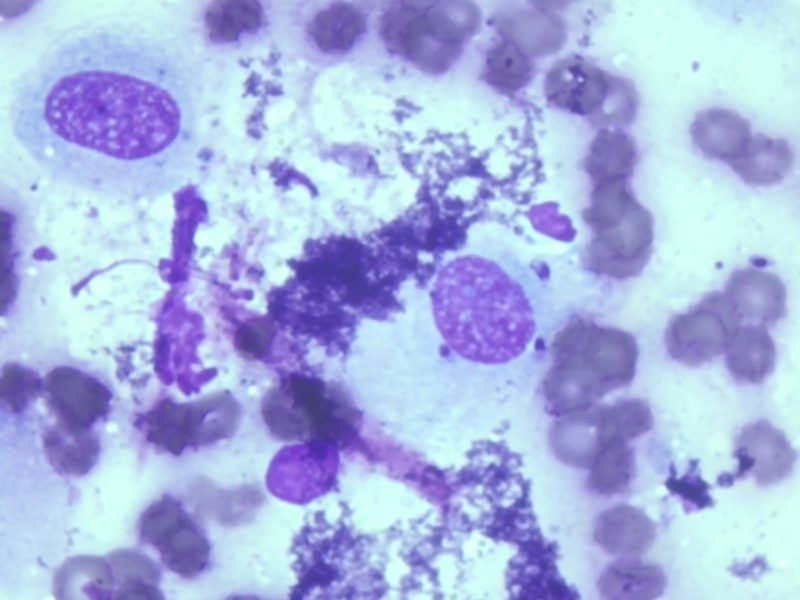 Leishmaniose, die Gefahr aus dem Süden