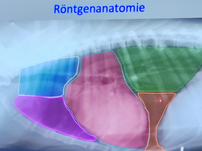 Röntgenkurs.. Alles schwarz-weiß?
