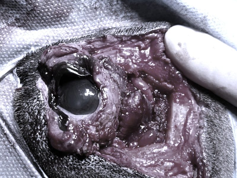 Nur ein Nickhautvorfall?