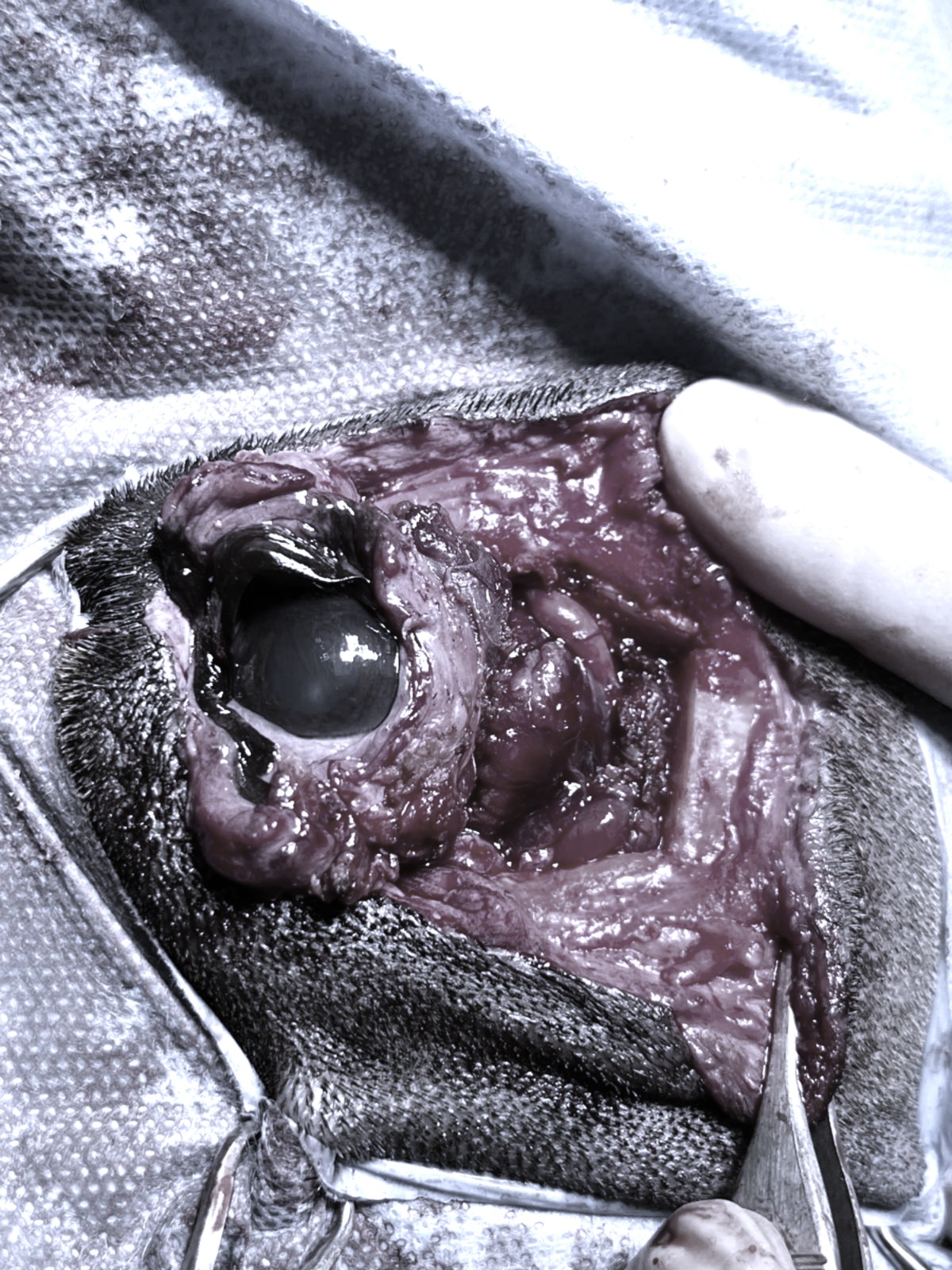 Nur ein Nickhautvorfall?